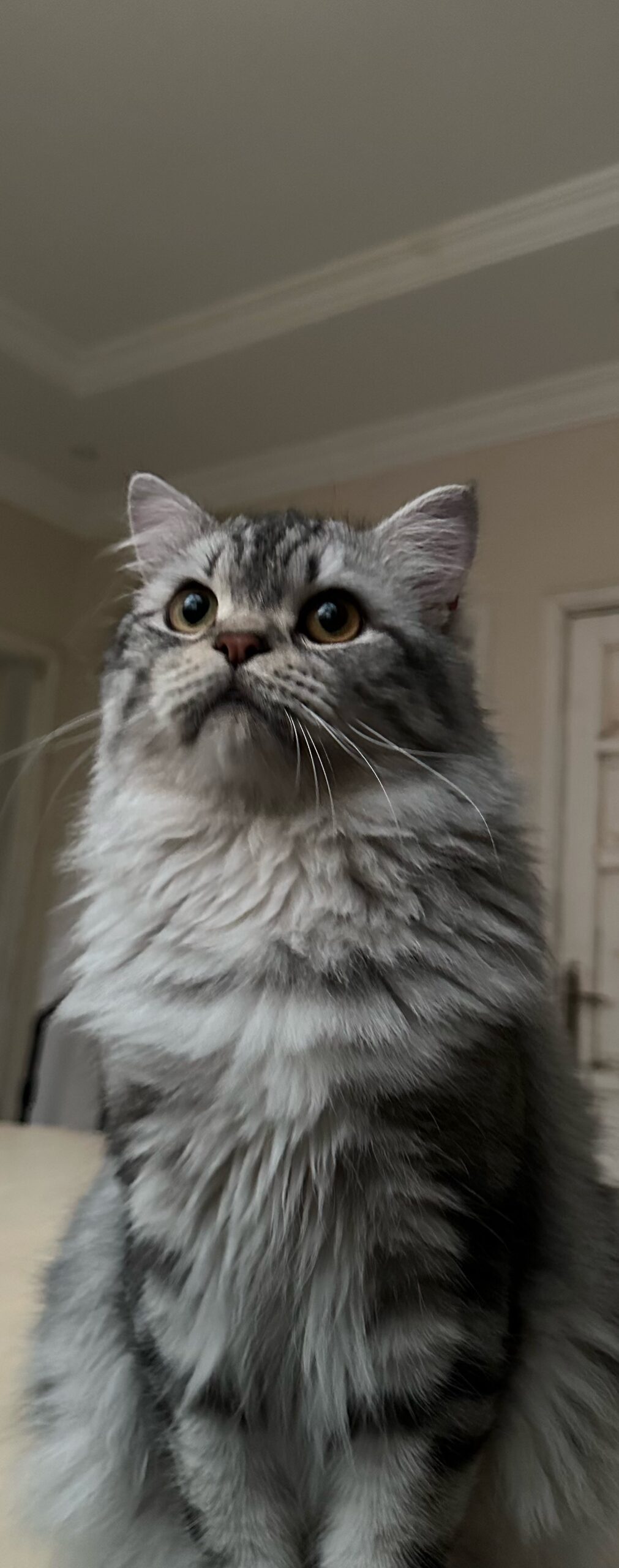 Milo