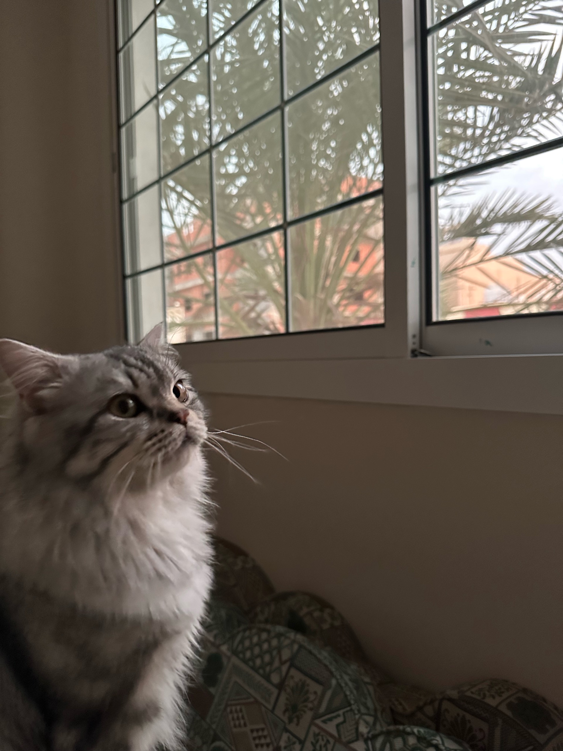 Milo