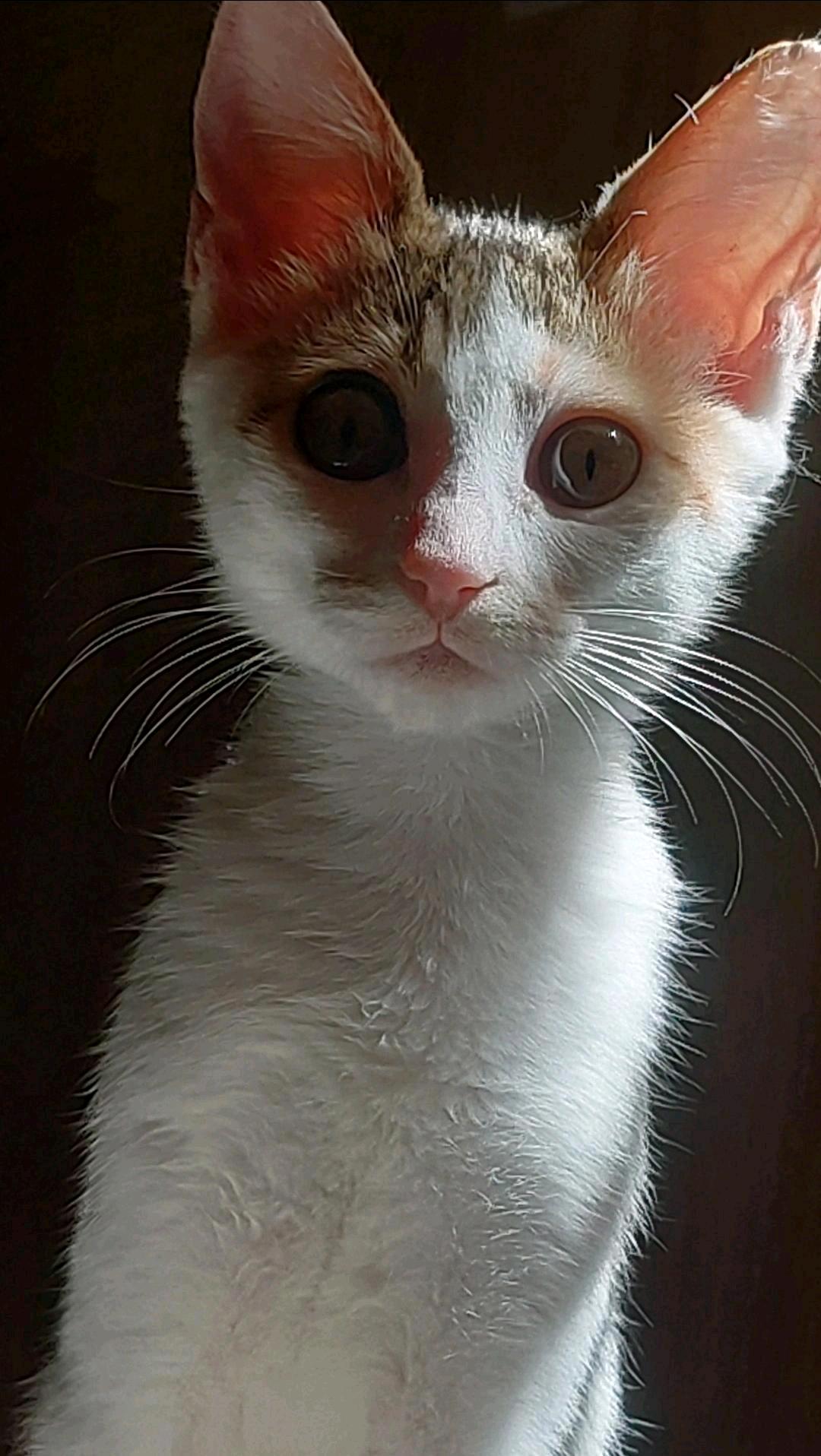 سكره
