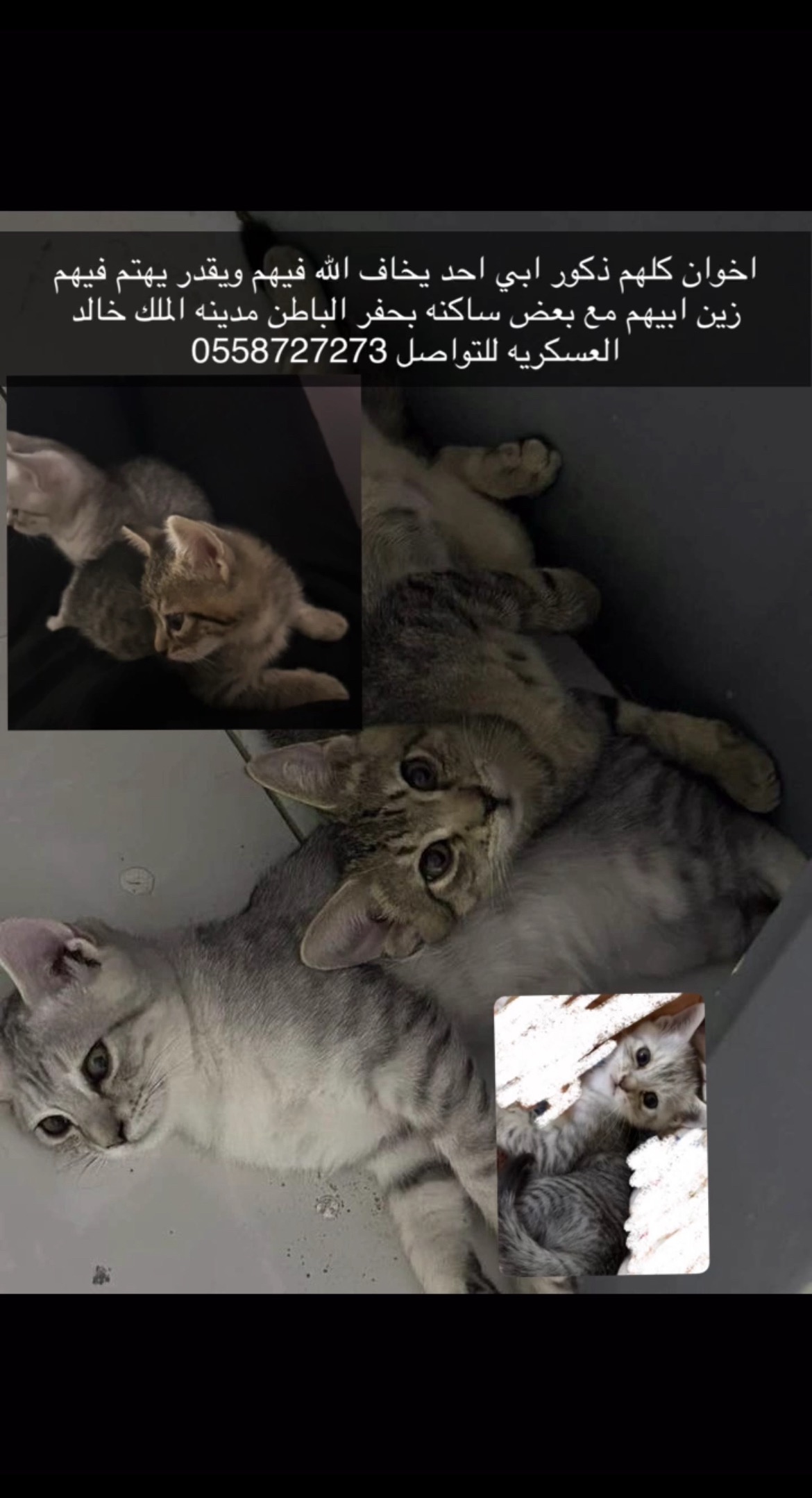 لا يوجد