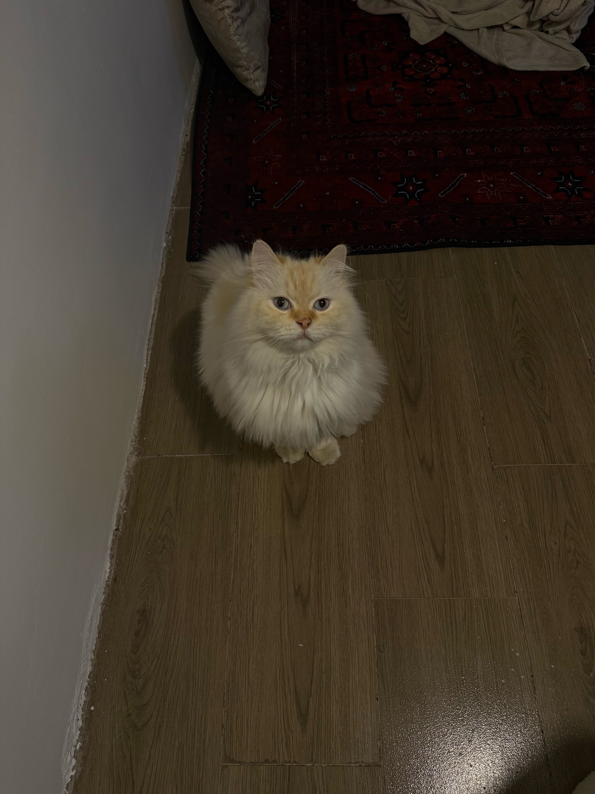 لوسي