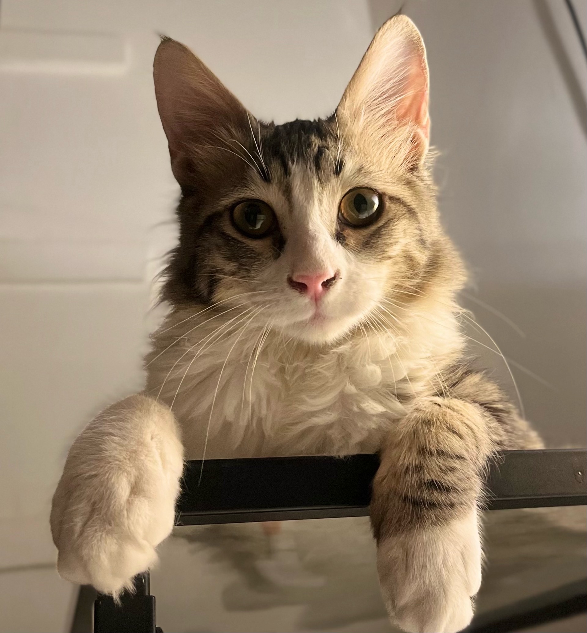 Kitten
