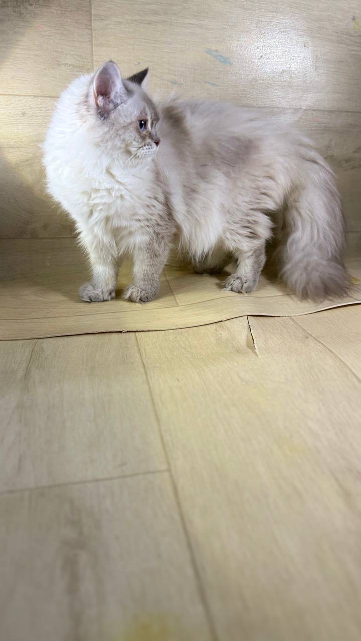 بسة