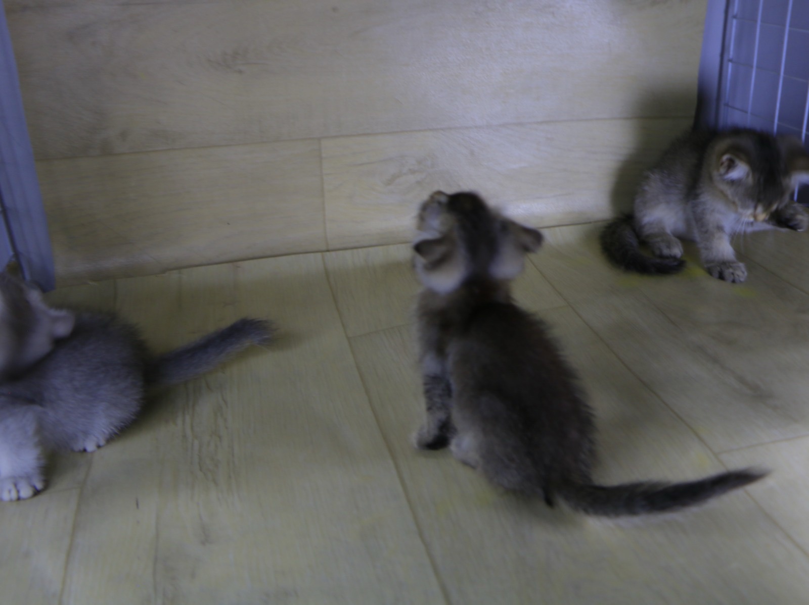 قطط صغيرة برسوم بعمر الشهرين