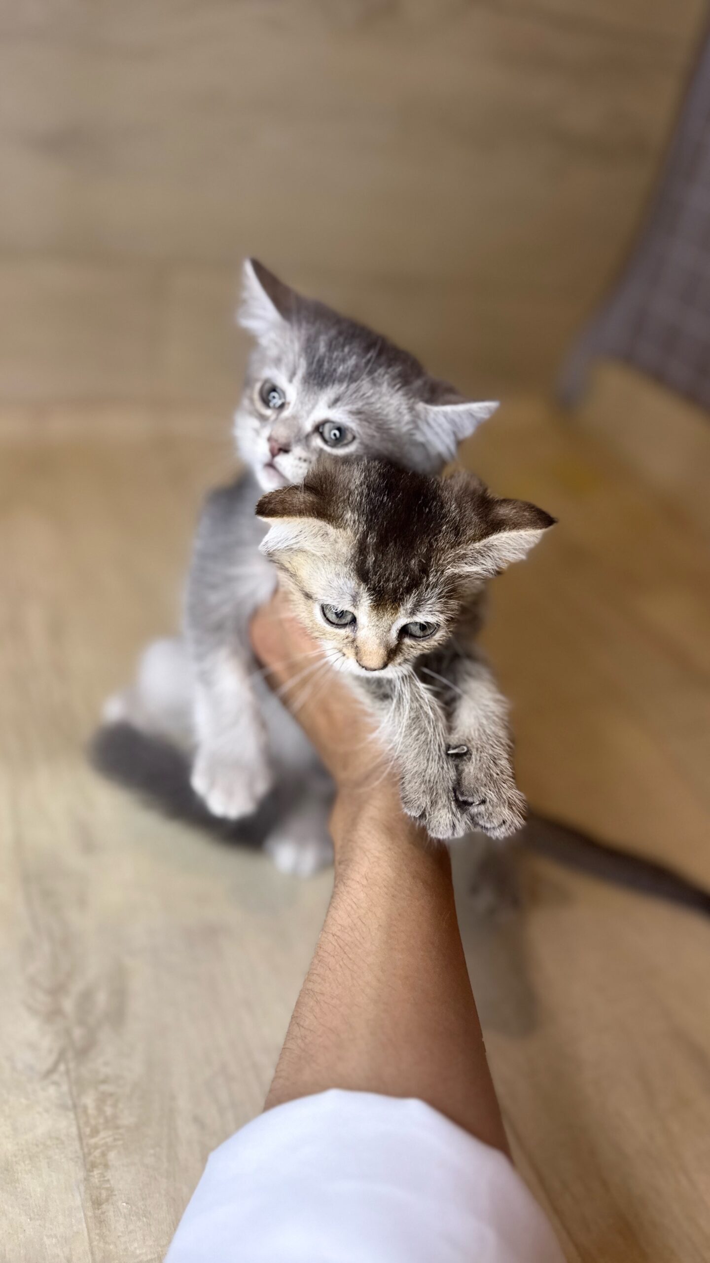 سكوتش برسوم عمر شهرين يوجد توصيل