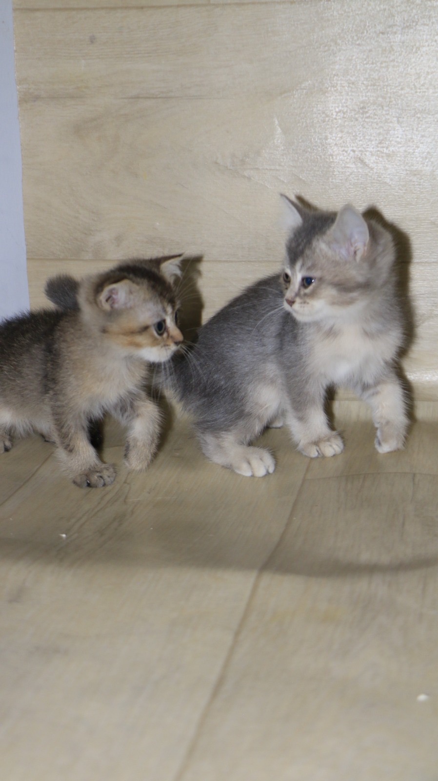 سكوتش برسوم عمر شهرين يوجد توصيل