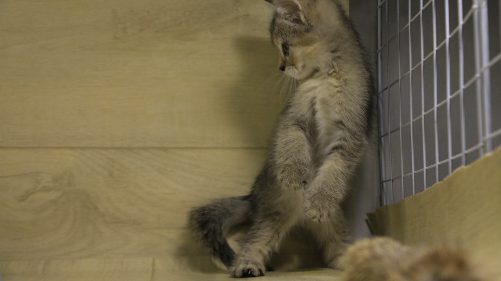 سكوتش برسوم عمر شهرين يوجد توصيل