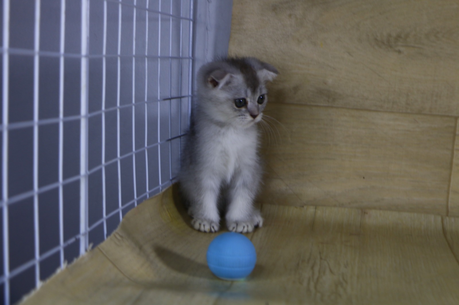 سكوتش برسوم عمر شهرين يوجد توصيل