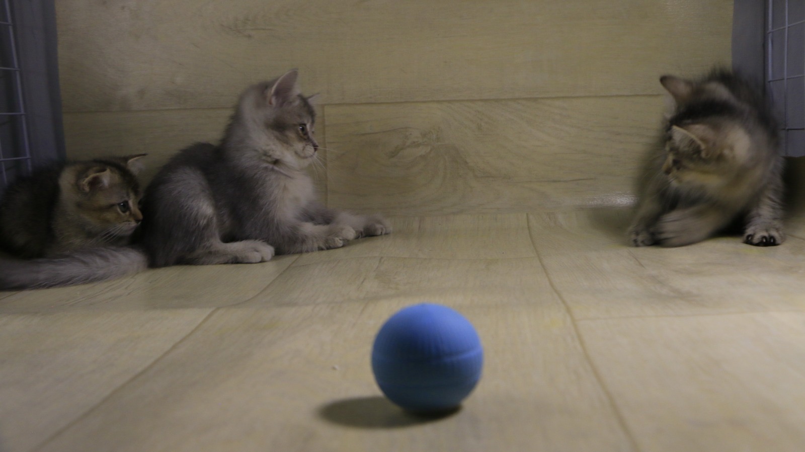 سكوتش برسوم عمر شهرين يوجد توصيل