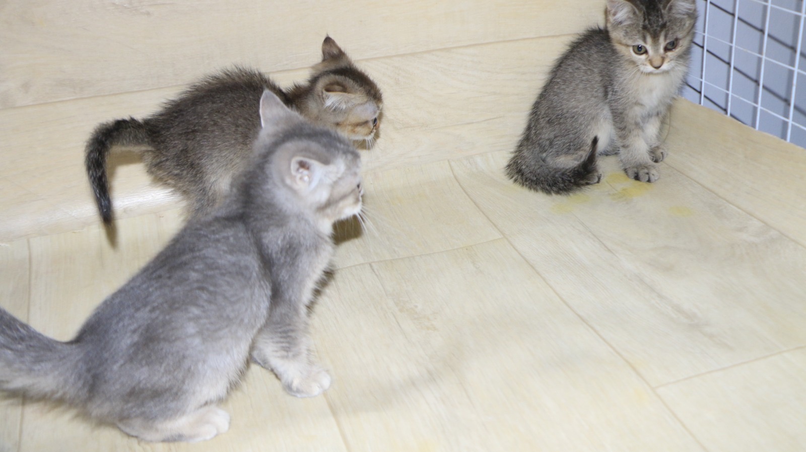 قطط صغيرة سكوتش برسوم عمرهم شهرين العدد ٥