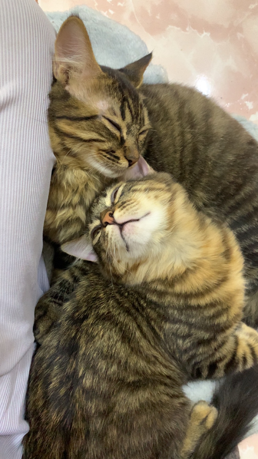 قمقم و قماقم