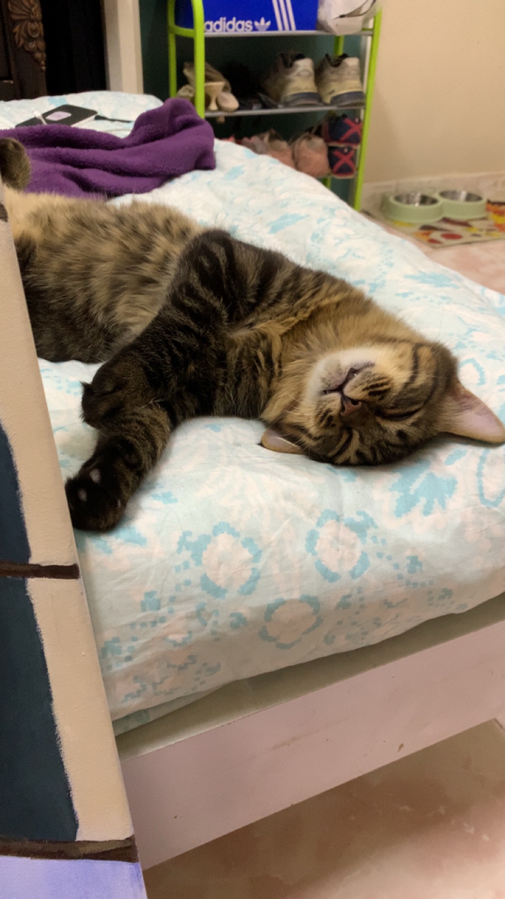 قمقم و قماقم