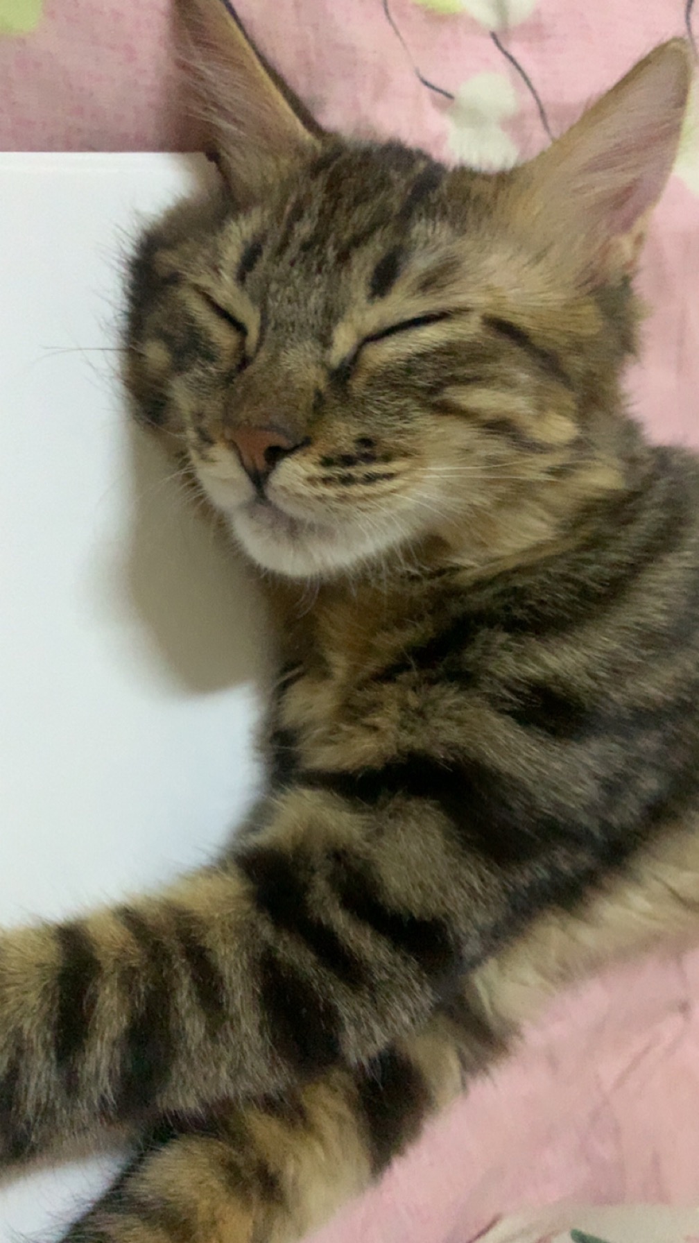 قمقم و قماقم