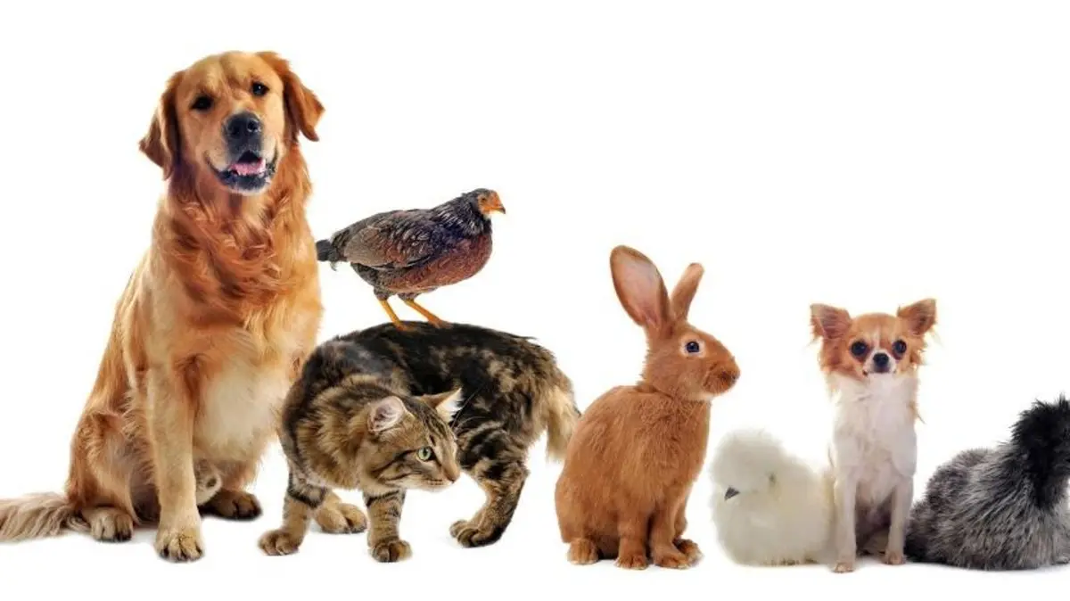 245e3837-7c1f-4dc3-90fe-6fa06cf4ab4a_16x9_1200x676