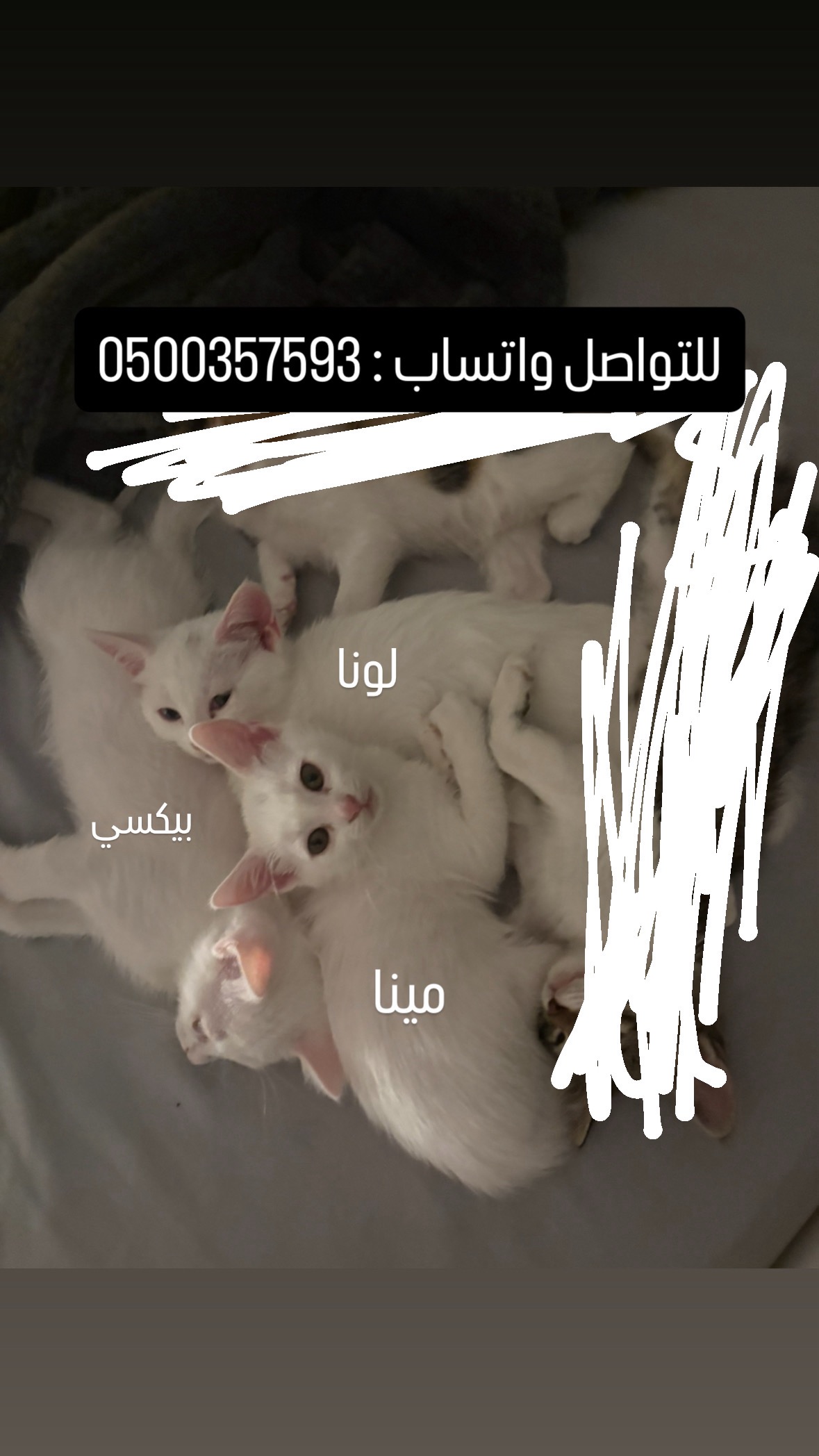 لونا مينا بيكسي