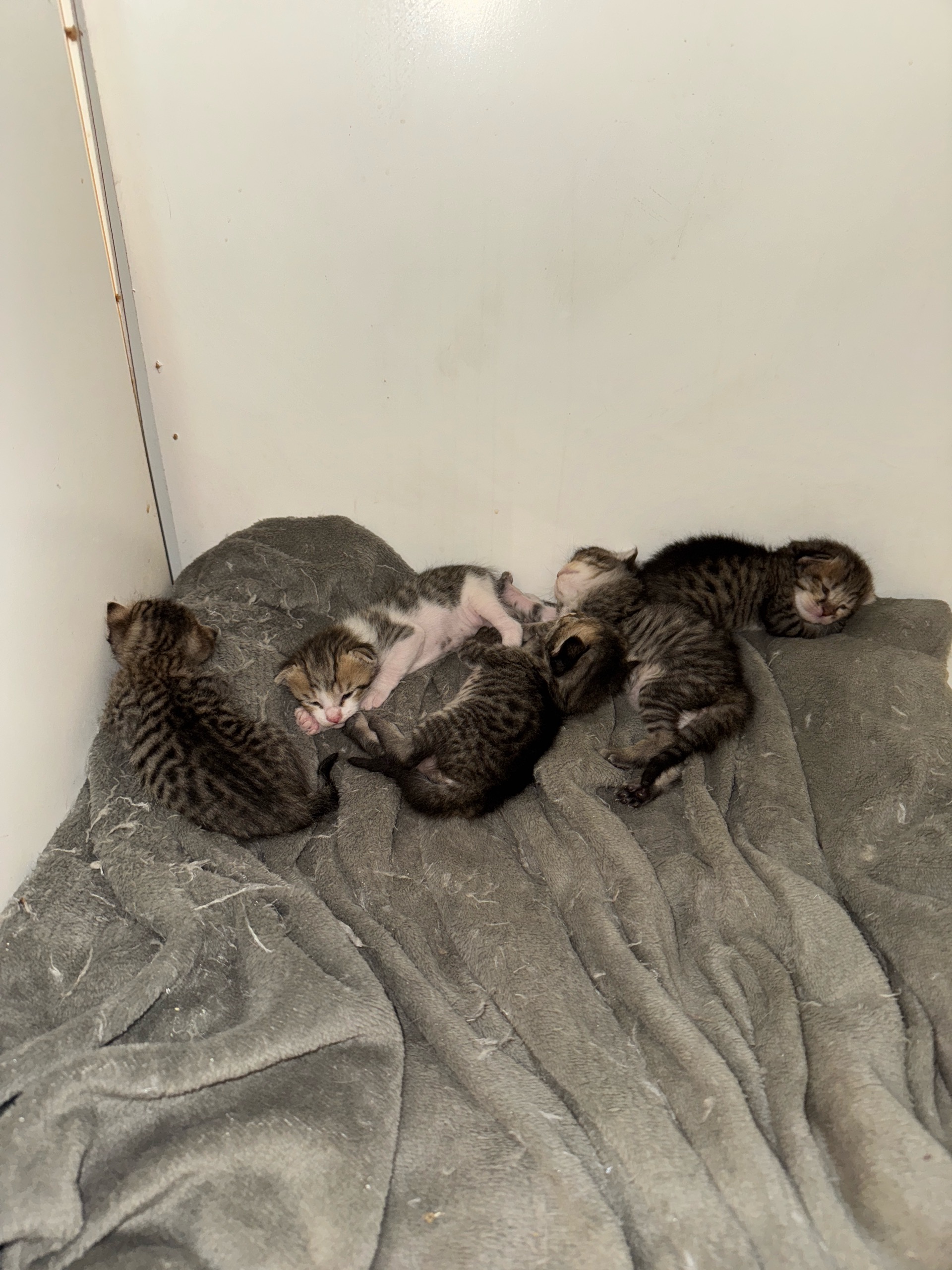 ٥ كتن للتبني