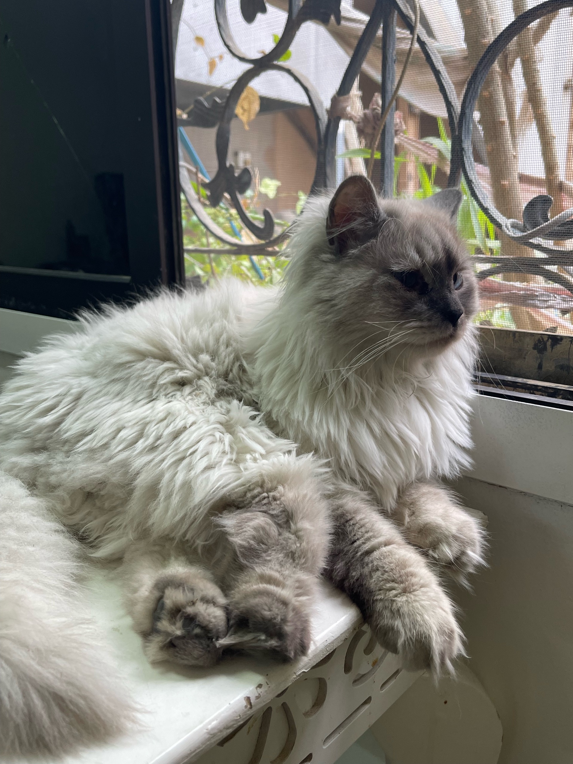 الشيخ سُــــــكــــر