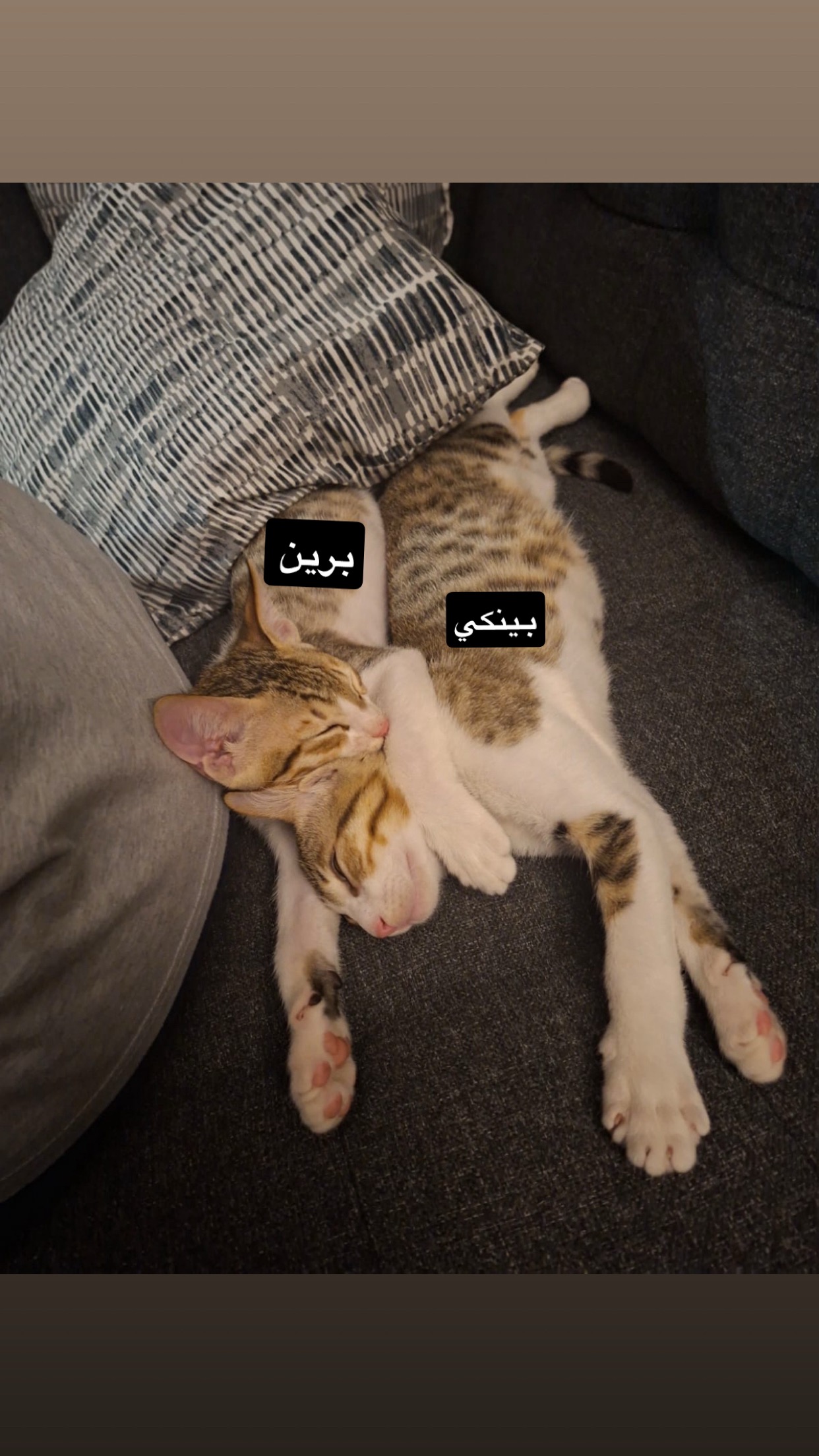 بينكي و برين