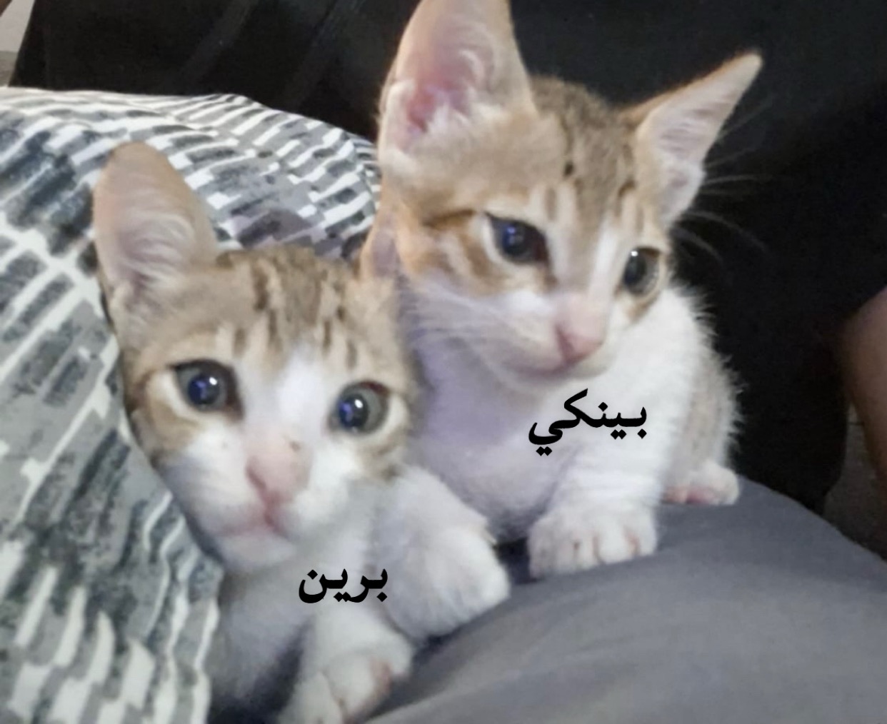 بينكي و برين