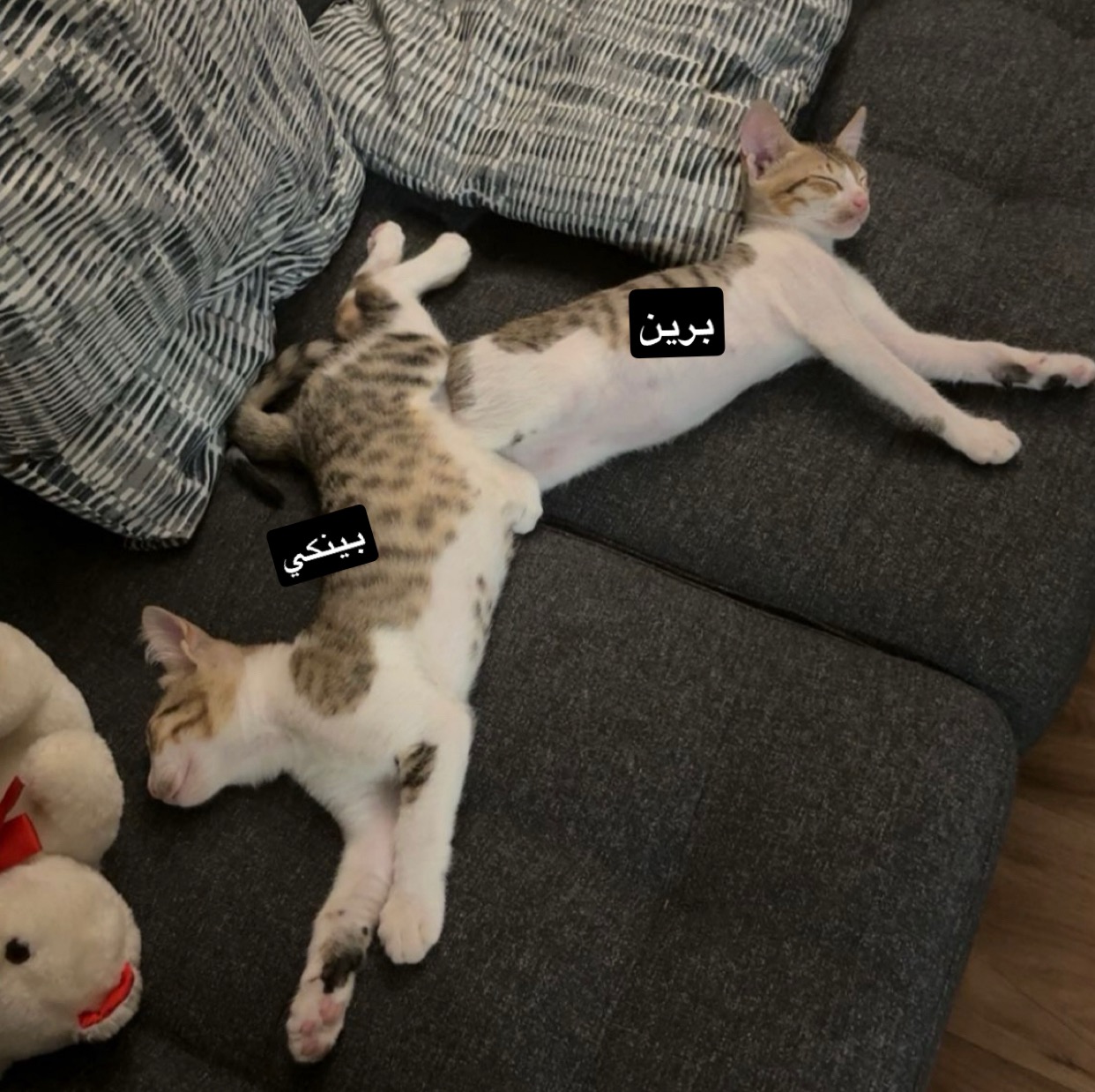 بينكي و برين