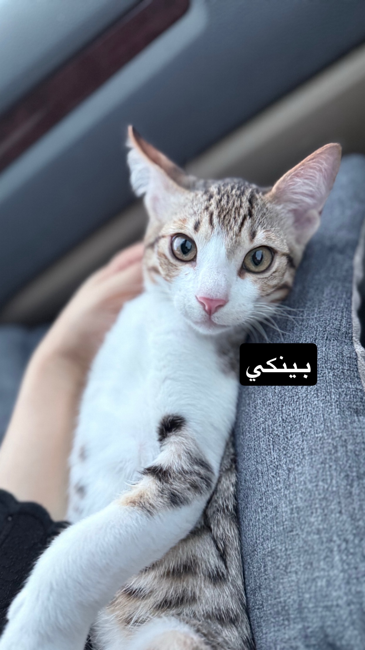 بينكي و برين