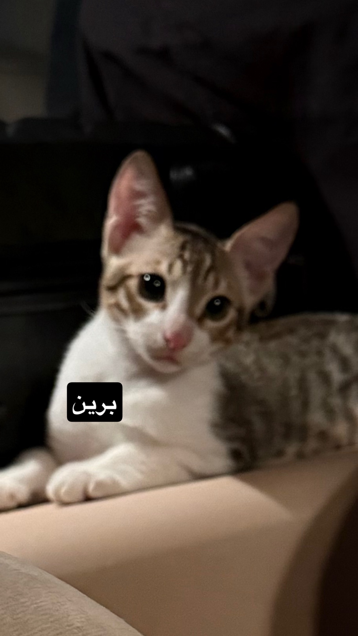 بينكي و برين