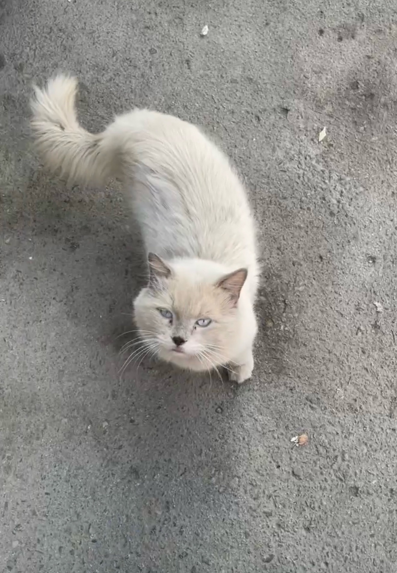 انقاذ قط شيرازي