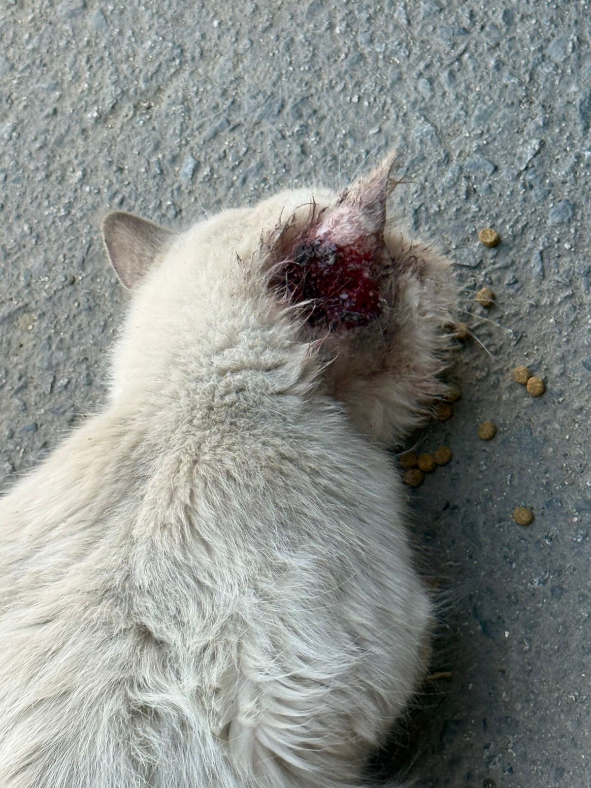 انقاذ قط شيرازي