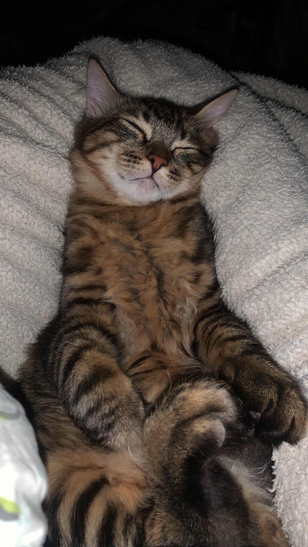 قمقم و قماقم