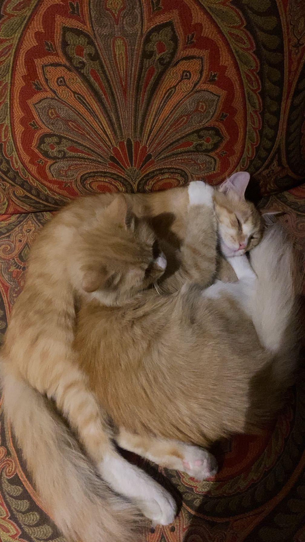 مالهم اسامي