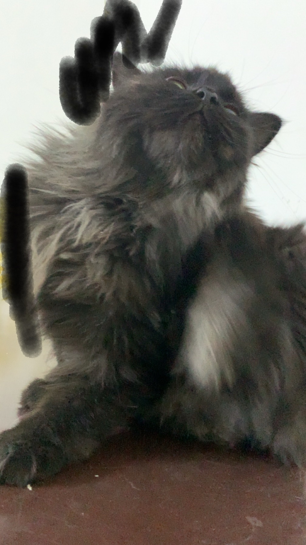 مافي بس أدلعها يا ماما/ي وروحي وقلبي تجيني او تدلع