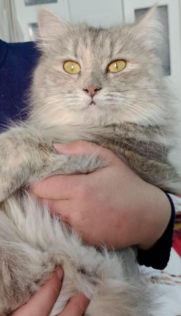 اسم الام لوسي