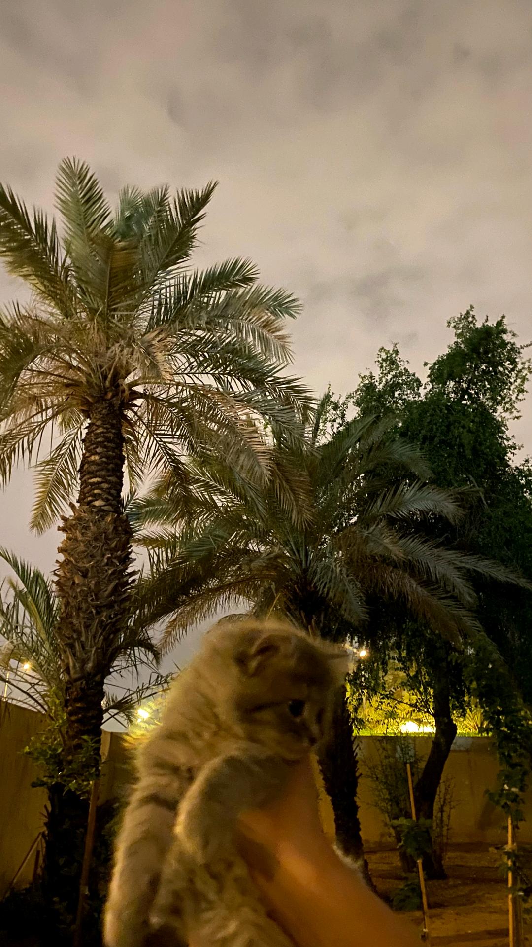 اسم الام لوسي