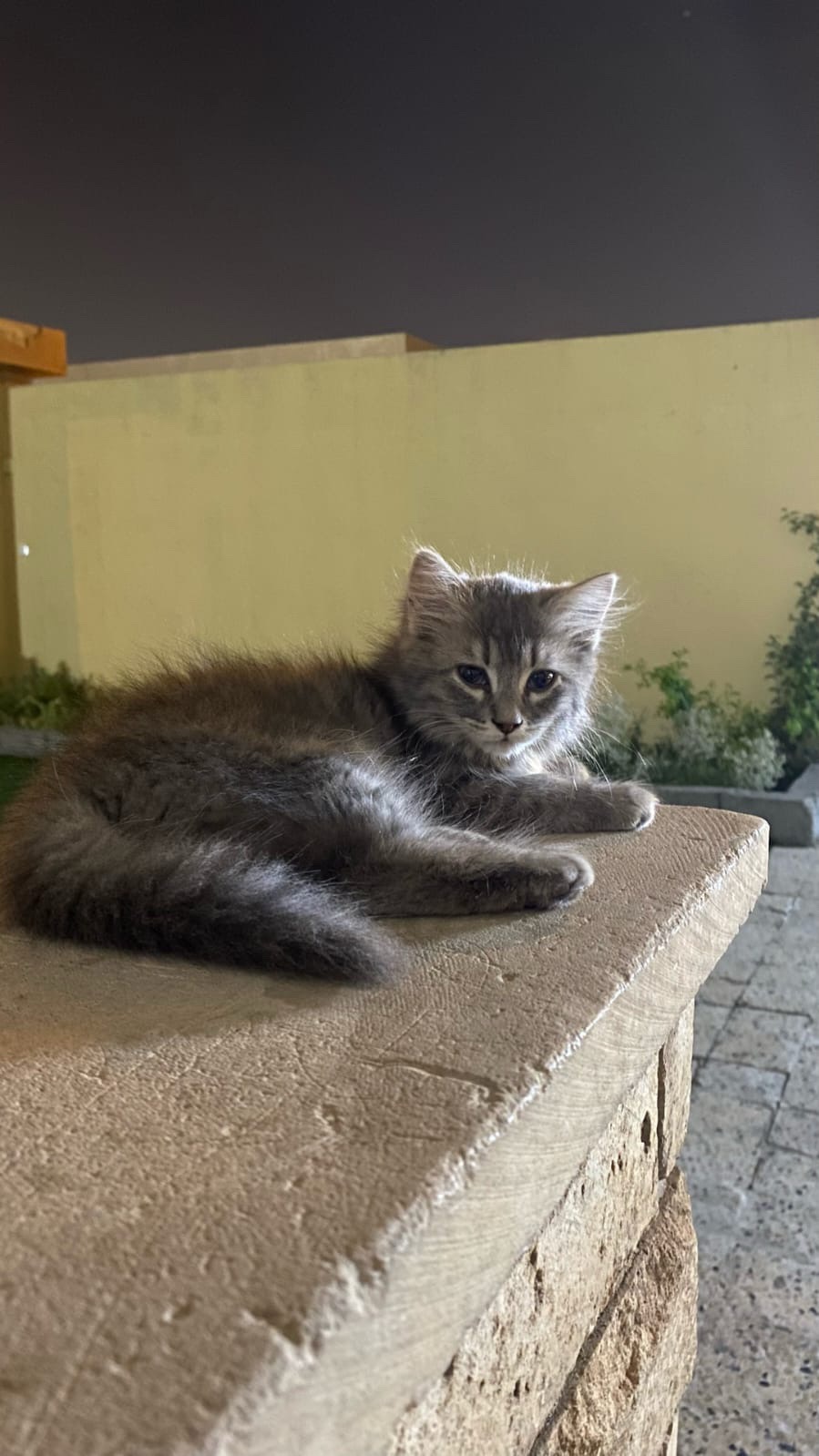 ام واطفالها الام لوسي