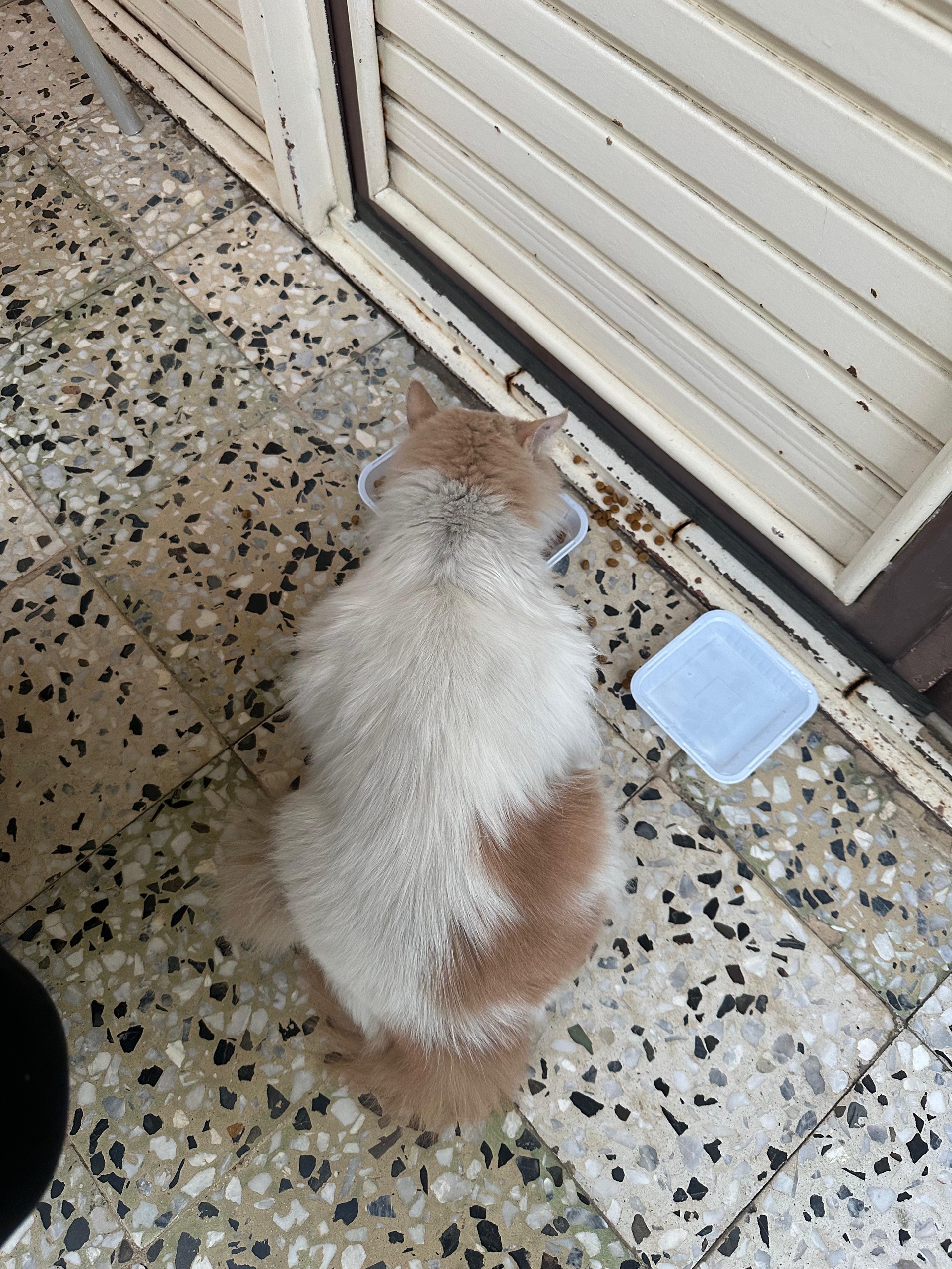 لا يوجد له اسم