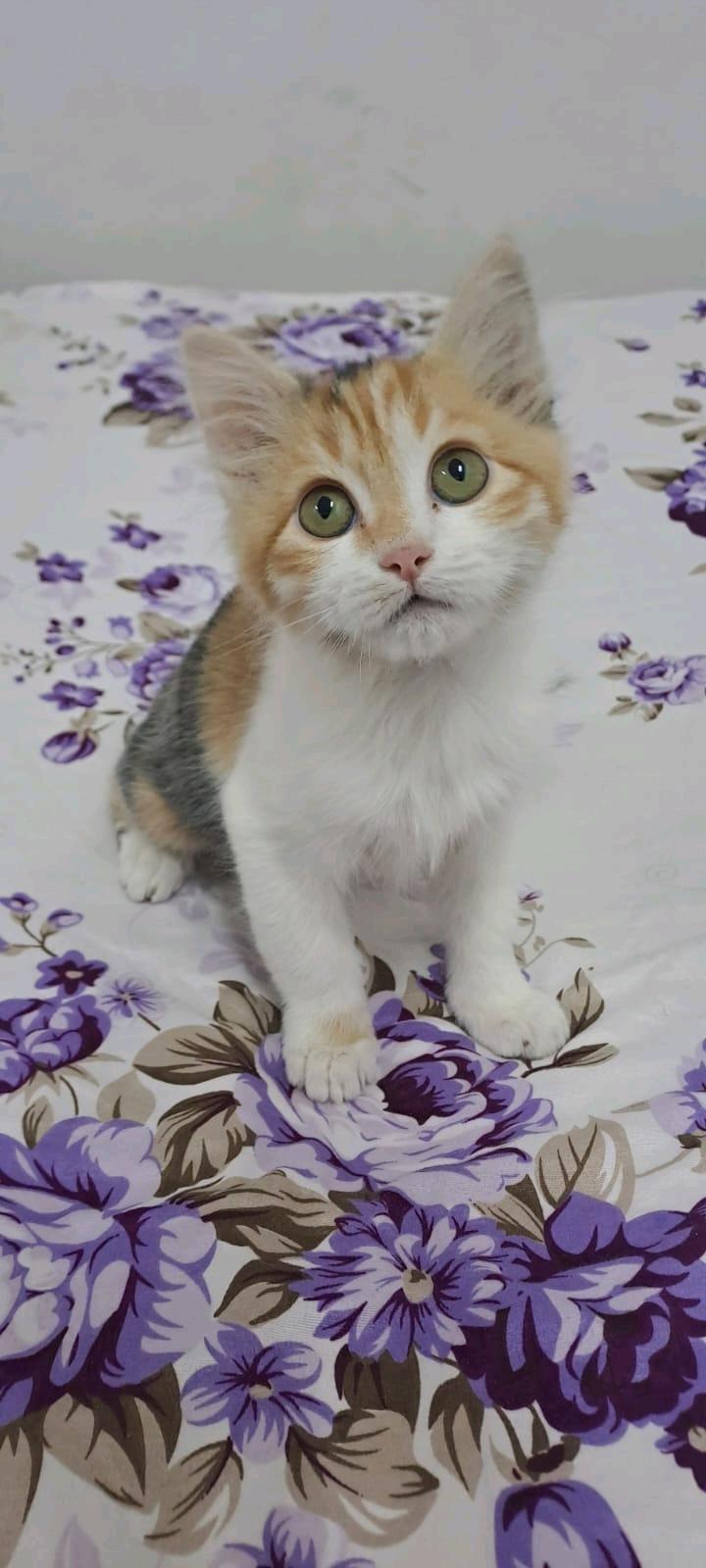 اسم الام لوسي