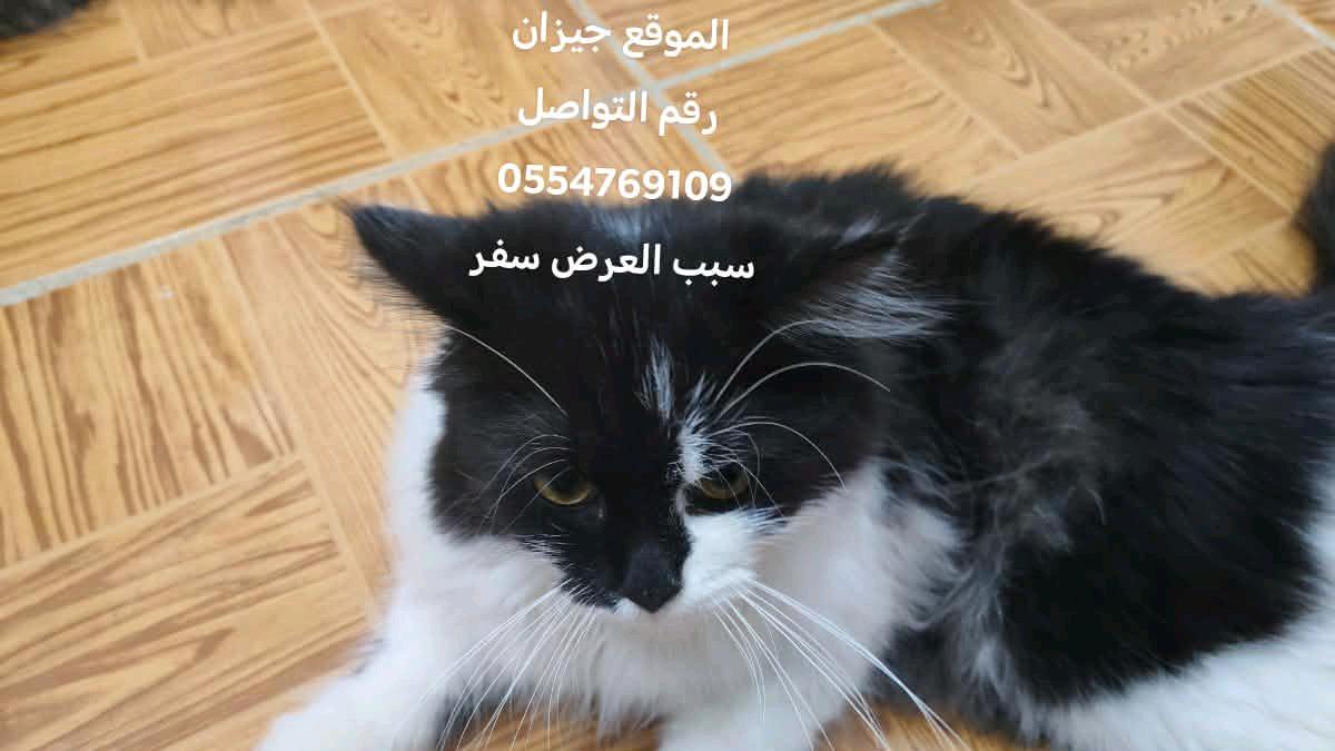 سكر و نانا و سكار