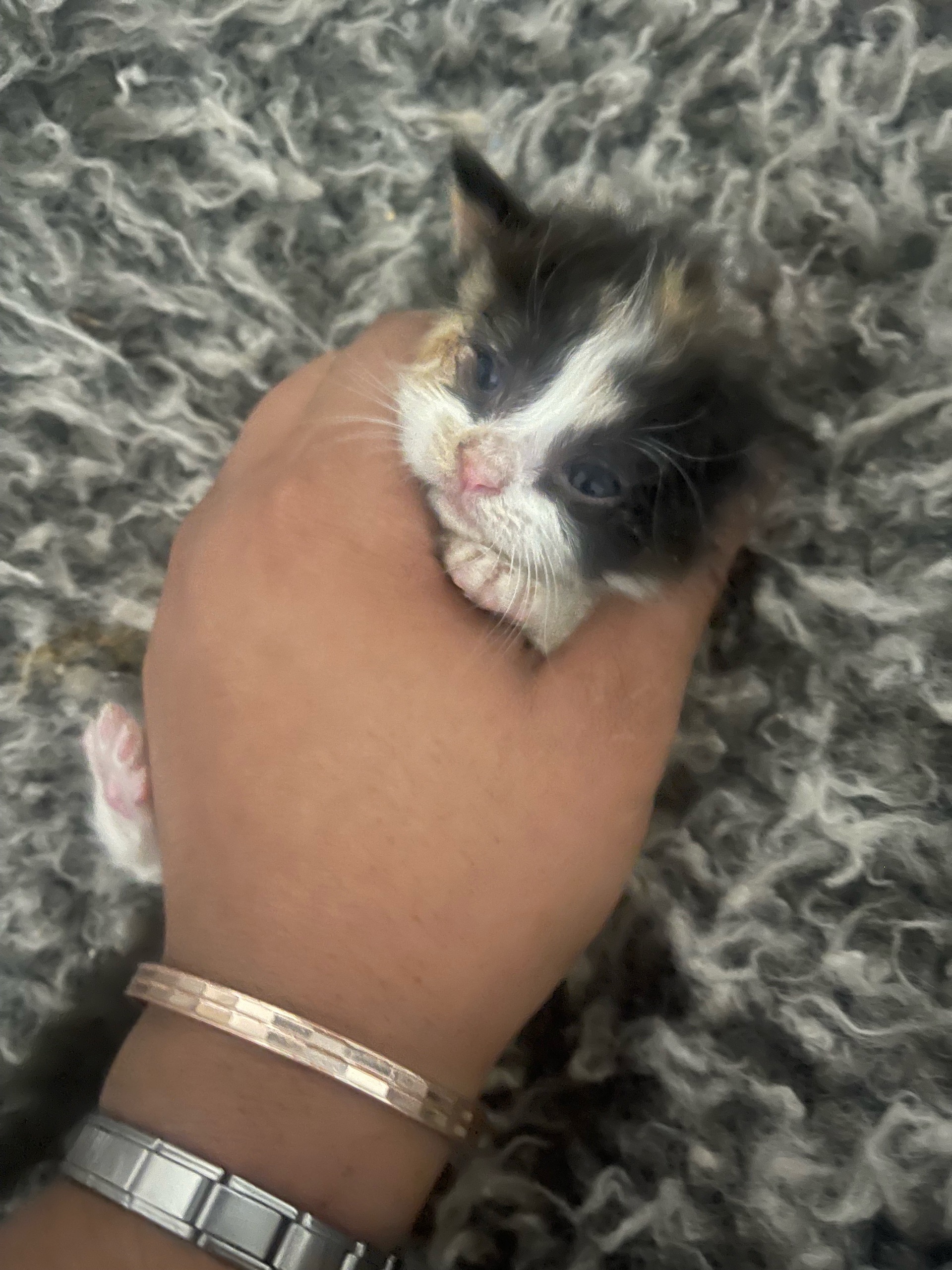 باقي ماسميتهم