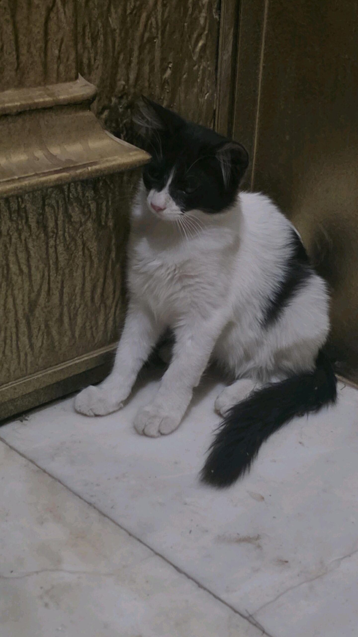 المقنع