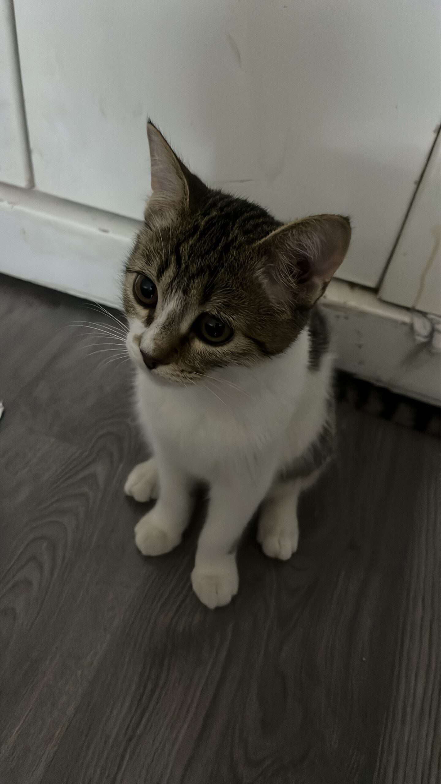 ليو—- نونو