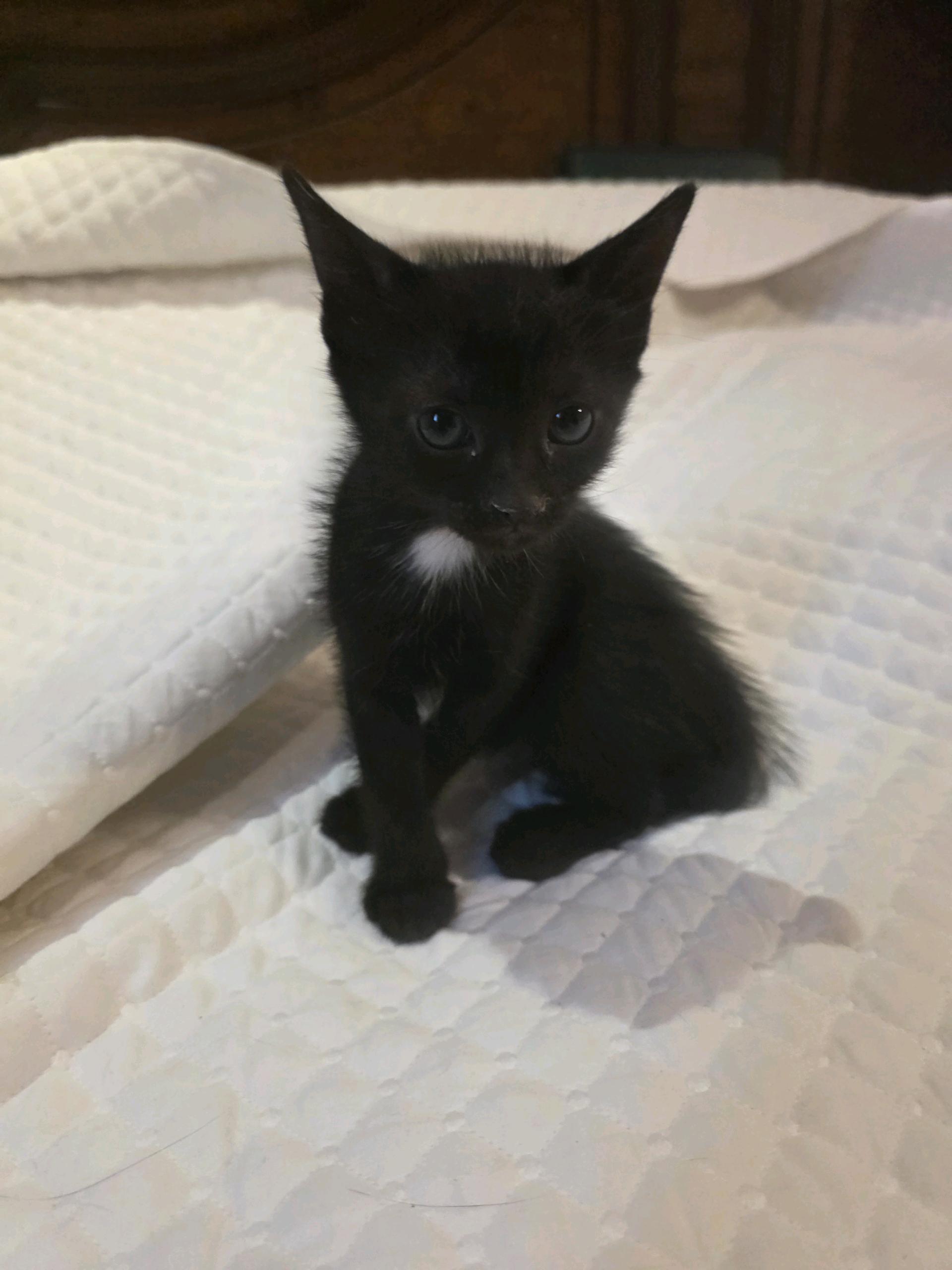 Black kitten with necklace